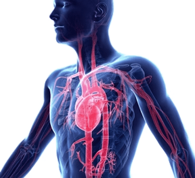 1. Improves Blood Circulation